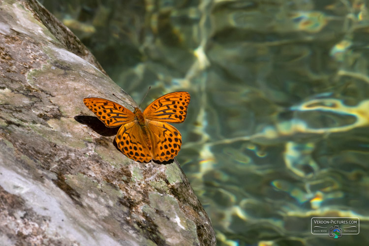 photo papillon  verdon